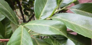 Overgrown Shrubbery Becomes Small Trees overgrown shrubbery cherry laurel