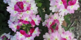 The Birds And The Bees bees like verbena