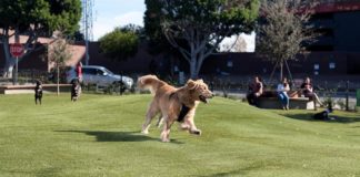 ‘Dog Day Afternoons’ At WeHo Park