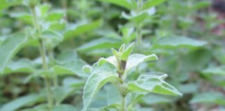 Herbs For Kitchen And Garden herbs