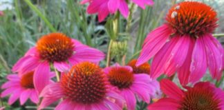 Medicinal Herbs Vs. Culinary Herbs culinary herbs coneflower