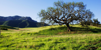 Hiker Dies In Santa Monica Mountains