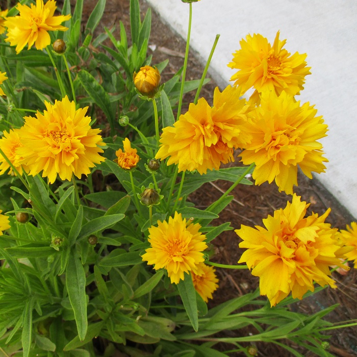 saving seed from coreopsis