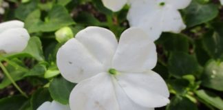 Summer Weather Can Scorch Foliage