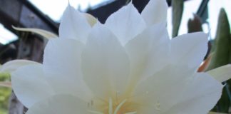 Cacti Are Notorious For Nonconformity cacti flower