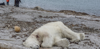 Polar Bear Killed Killed By Guard In Norway