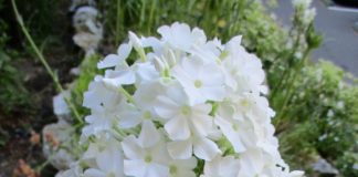 Think Outside The Nursery Pot