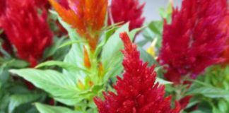 Seasons Are Constantly In Flux Cockscomb is a short seasons annual.