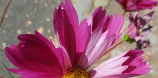 Flowers For Late Summer Bloom flowers