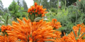 Indian Summer Is The Norm Indian summer