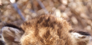 Lion Cubs Found In SM Mountains