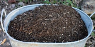 Compost Giveaway In West Hollywood