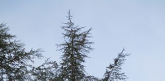 Arborists Are Very Specialized Horticulturists arborists