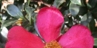 Potted Plants Have Their Place potted plants