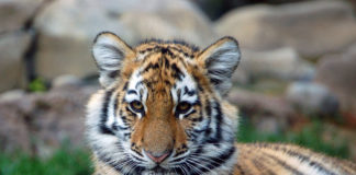 Tiger Cub Owner Charged With Animal Mistreatment
