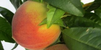 Bare Root Season Is Now