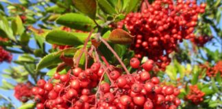 Prune Now For Roses Later roses