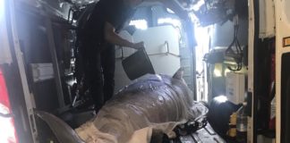 Pygmy Whale Dies After Being Rescued