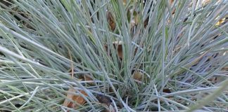 Finish Transplanting Before Winter Ends transplanting