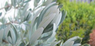 Pruning Late Might Be Justified pruning