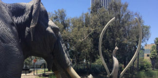 LA Metro: Purple Line Project Discovers 500 Ice Age Fossils