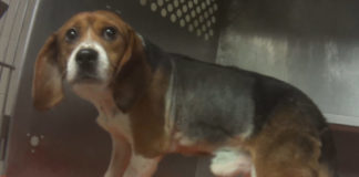 Corveta Force-Fed Beagles Pesticides For Animal Testing