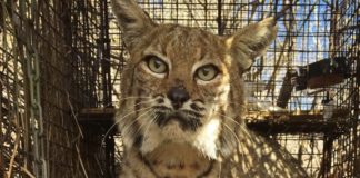 Bobcat That Survived Woolsey Fire Killed By Car