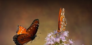 Abundance Of Painted Lady Butterflies In Migration