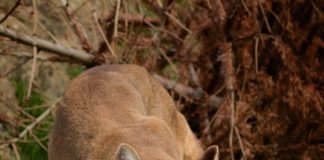 Rodenticide May Be Harmful To Mountain Lions
