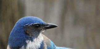 Malibu Statistician Befriends Local Scrub Jays