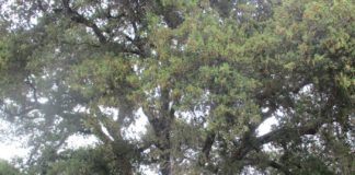 Mighty Oaks From Little Acorns oaks