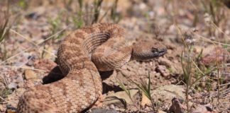 Rattlesnakes In The Big City