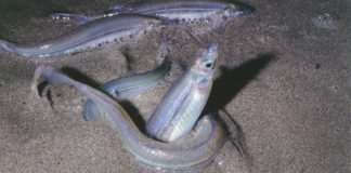Grunion Season Is Here In Malibu