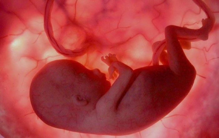 2,246 Fetal Remains Found
