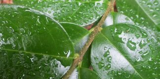 Hedges – Living In The Background hedges