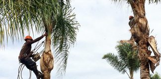 Annual Tree Pruning In West Hollywood