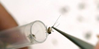 West Nile Virus Mosquitoes Found In Southern California