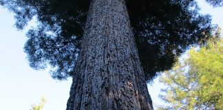 Arborists Maintain The Biggest Trees arborists