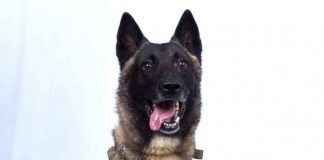 Canine War Hero Recognized