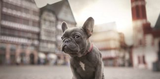 Wag! Sued For Death Of French Bulldog
