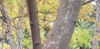 Autumn Weather Prompts Foliar Color autumn