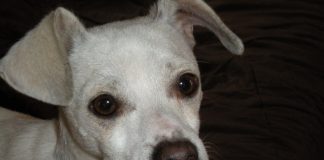 A Doggy Romance (1)