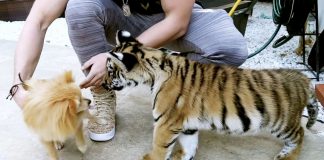 Man Convicted For Possession Of Tiger Cub