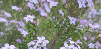 Rodents Will Never Give Up The Fight rodents