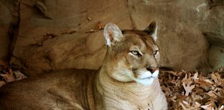 Mountain Lions Given Temporary Endangered Status