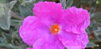 Multi Trunk Trees Seem So Natural multi