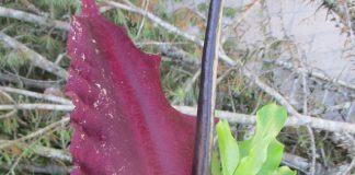 Stinky Flowers Serve Their Purpose stinky