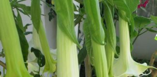 Fragrant Flowers Have Ulterior Motives fragrant