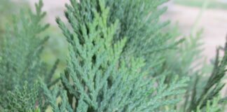Weather Is All About Local Climate weather