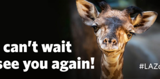 L.A. Zoo Set To Reopen On August 26